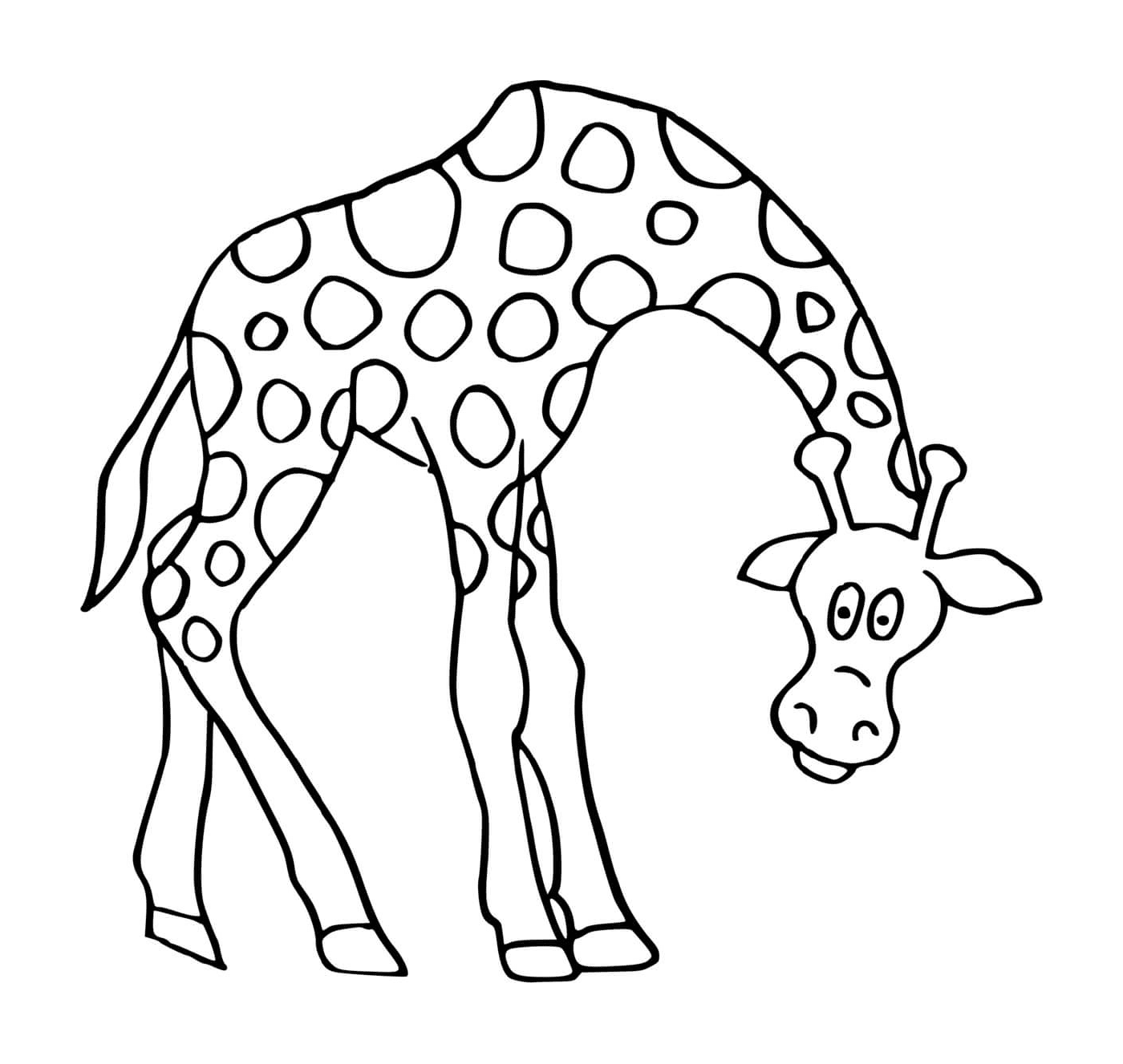  Girafe, die den Kopf senkt 