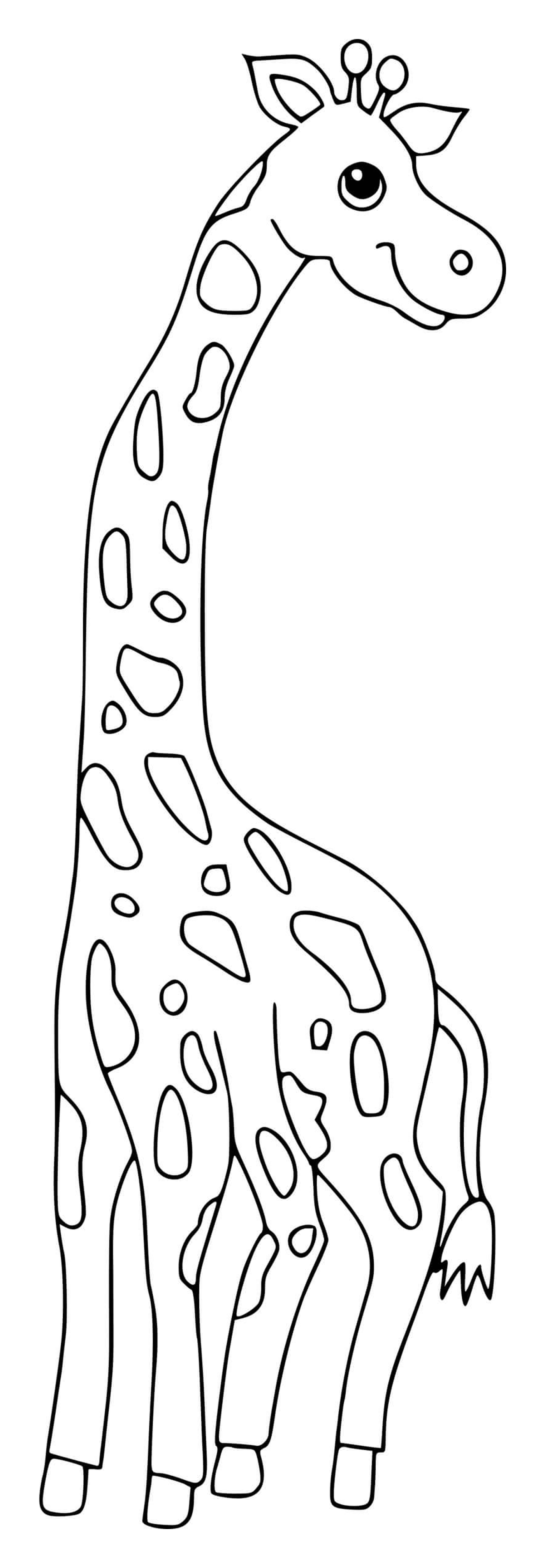  Una gran y majestuosa jirafa 