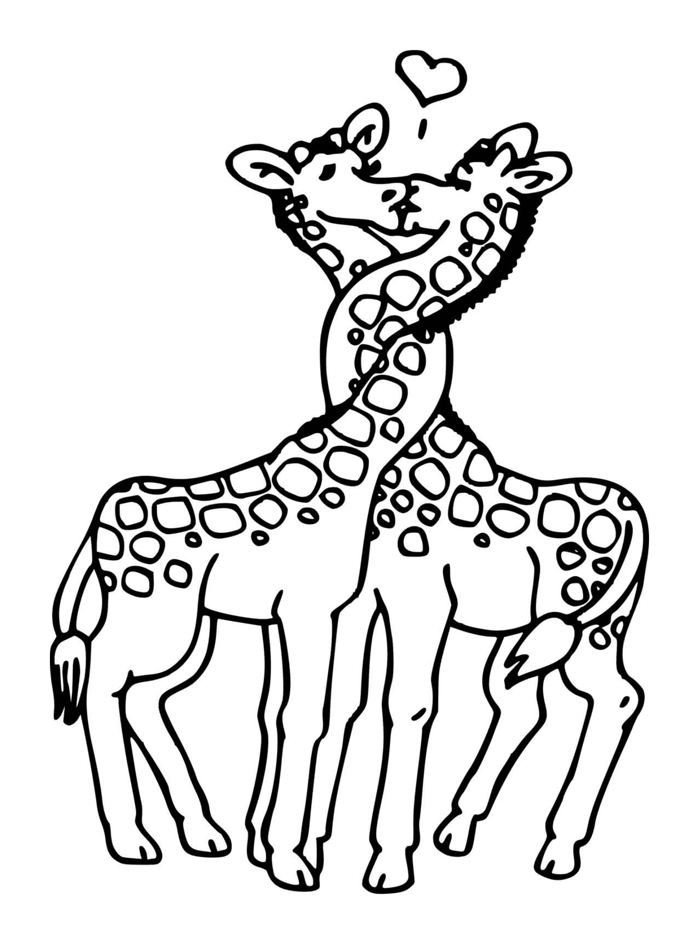  Zwei Giraffen küssen sich 