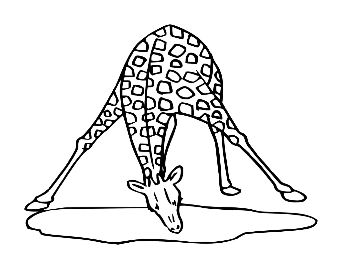  Girafe-Trinkwasser 