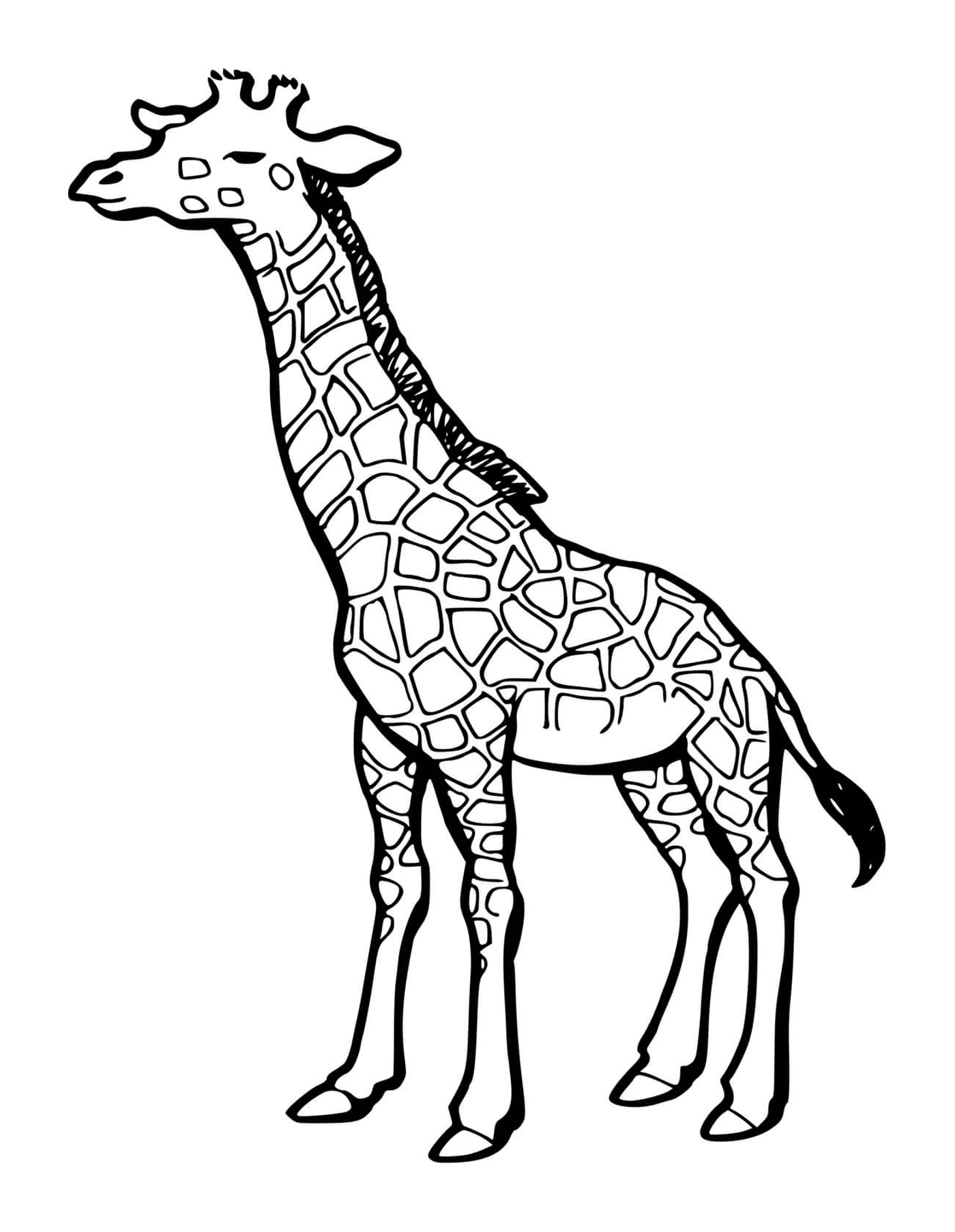  Part of the body of a giraffe 