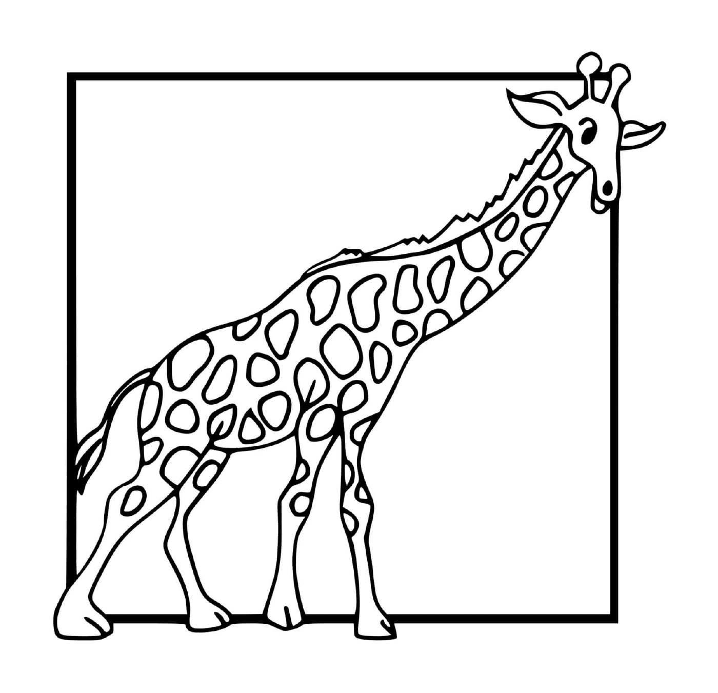  Girafe in una splendida cornice 