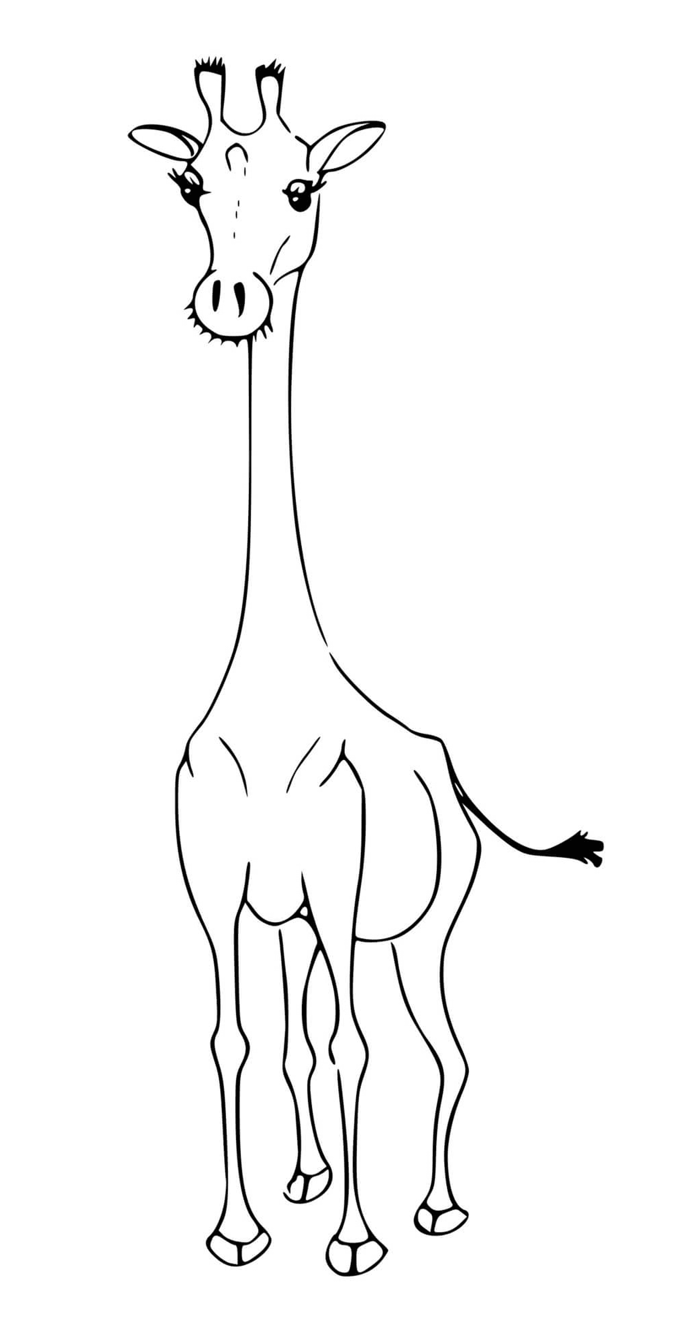  A giraffe without its characteristic spots 