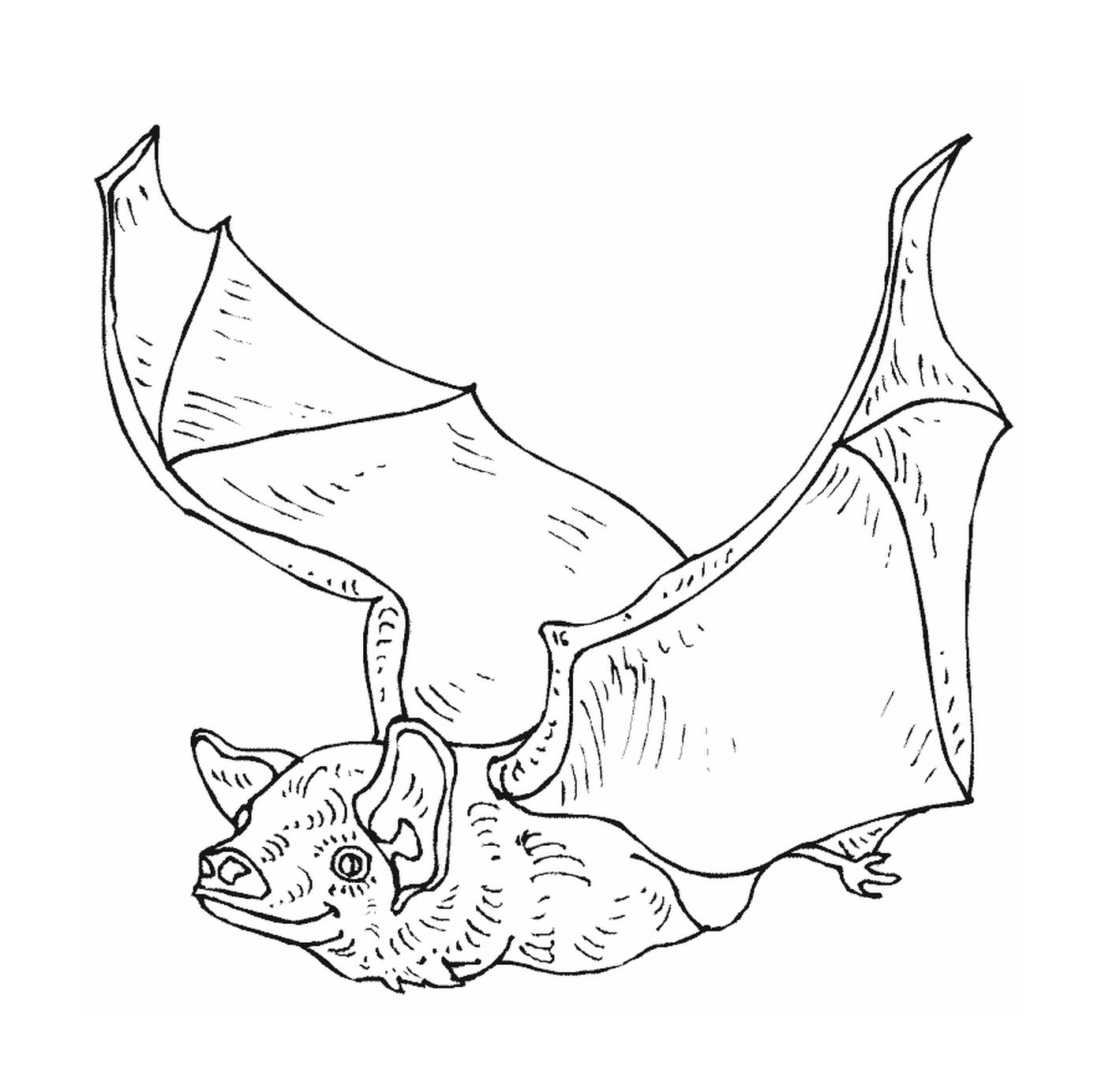  bat in flight with deployed wings 