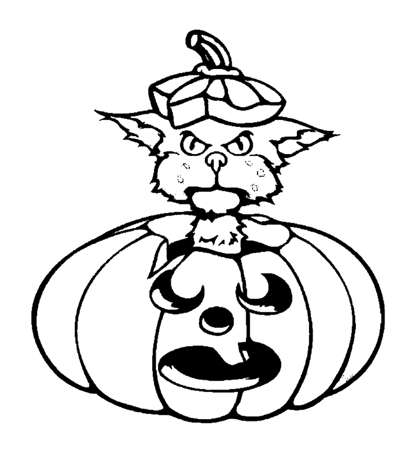  Cat in a Halloween pumpkin 