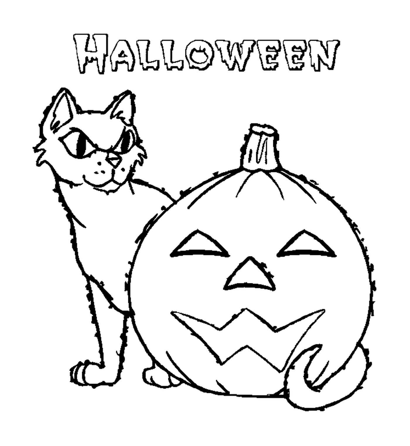  Cat behind a pumpkin 