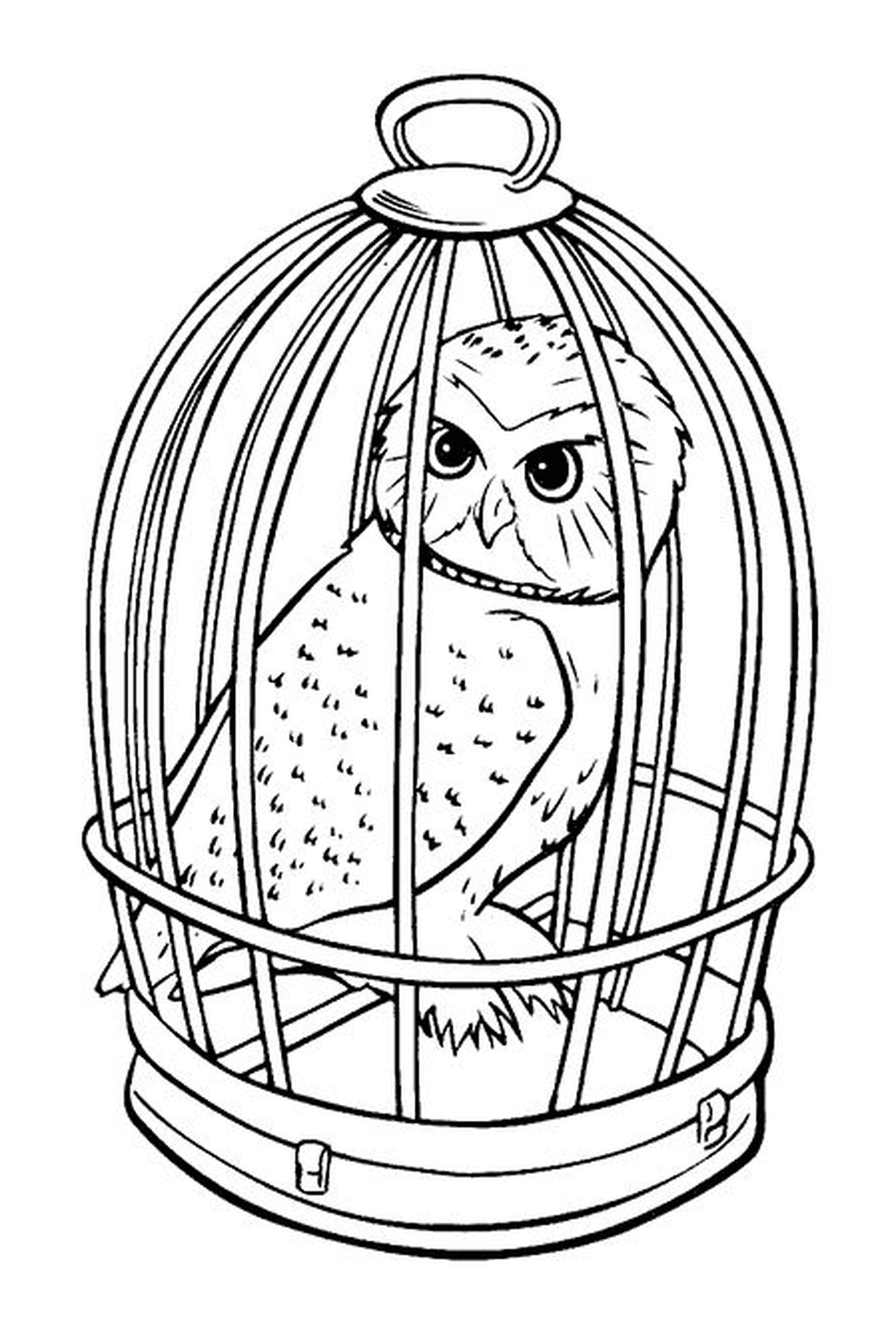  Die Eule Hedwige in einem Käfig 