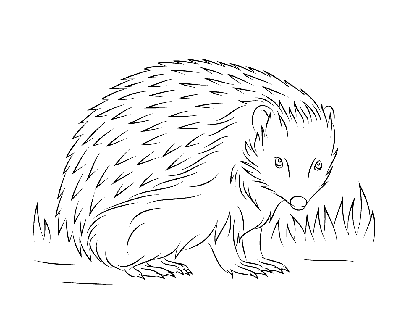  Hedgehog digging burrows 