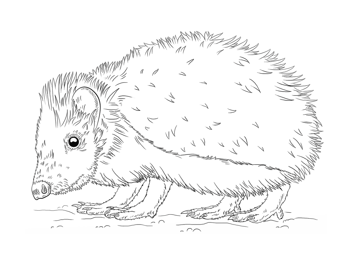  Ball-rolled hedgehog 