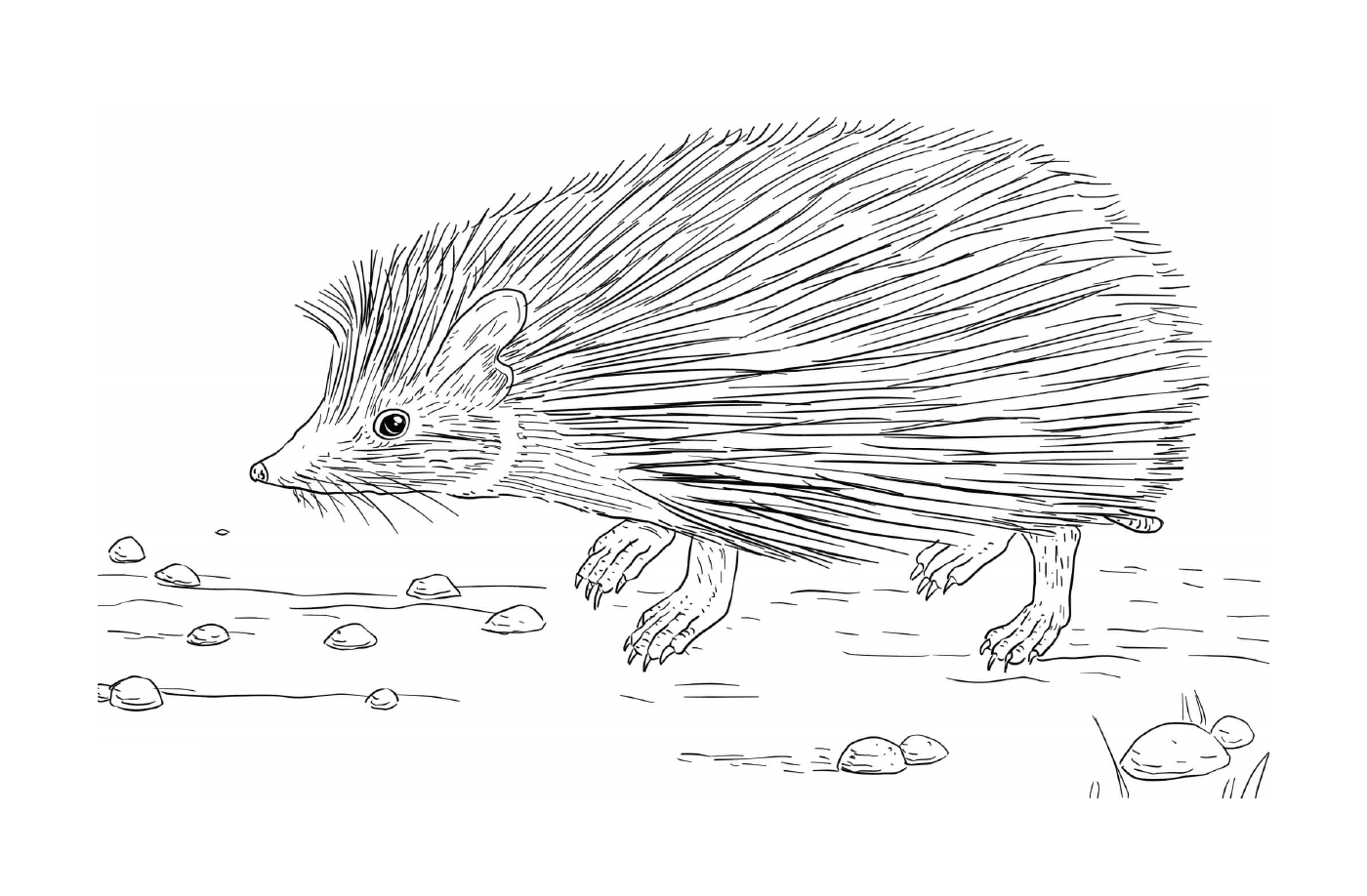  Hedgehog in natura 