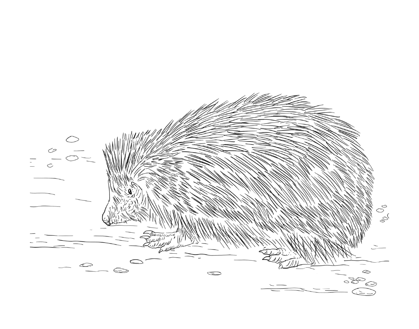  Big hedgehog in the snow 