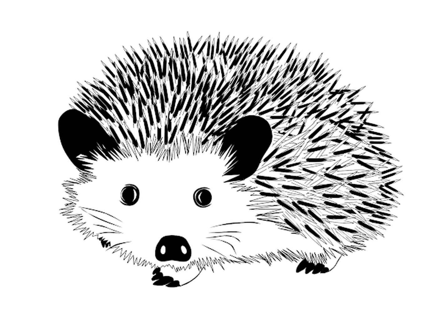  Realistic and detailed hedgehog 