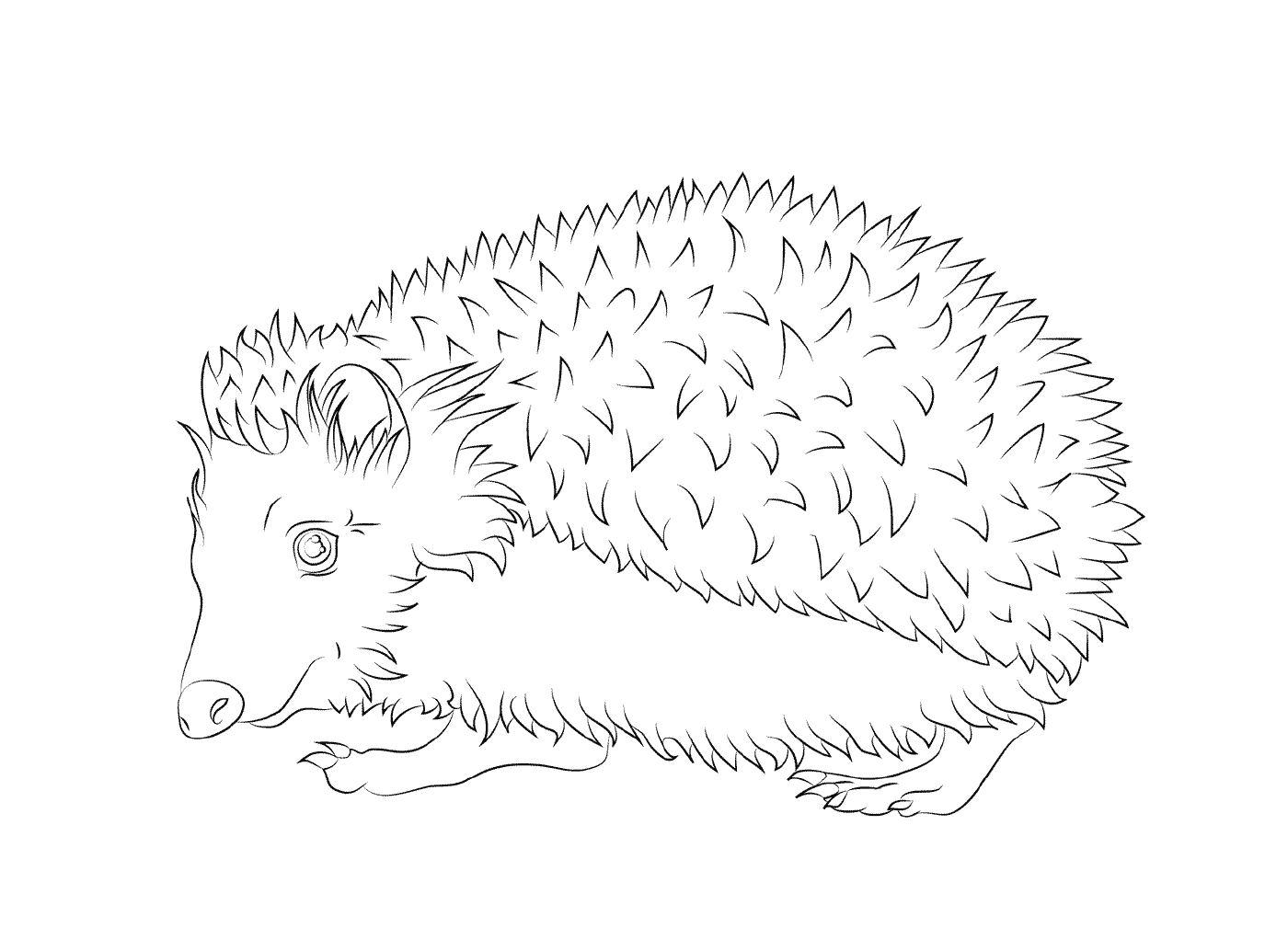  Hedgehog con le sue spine 