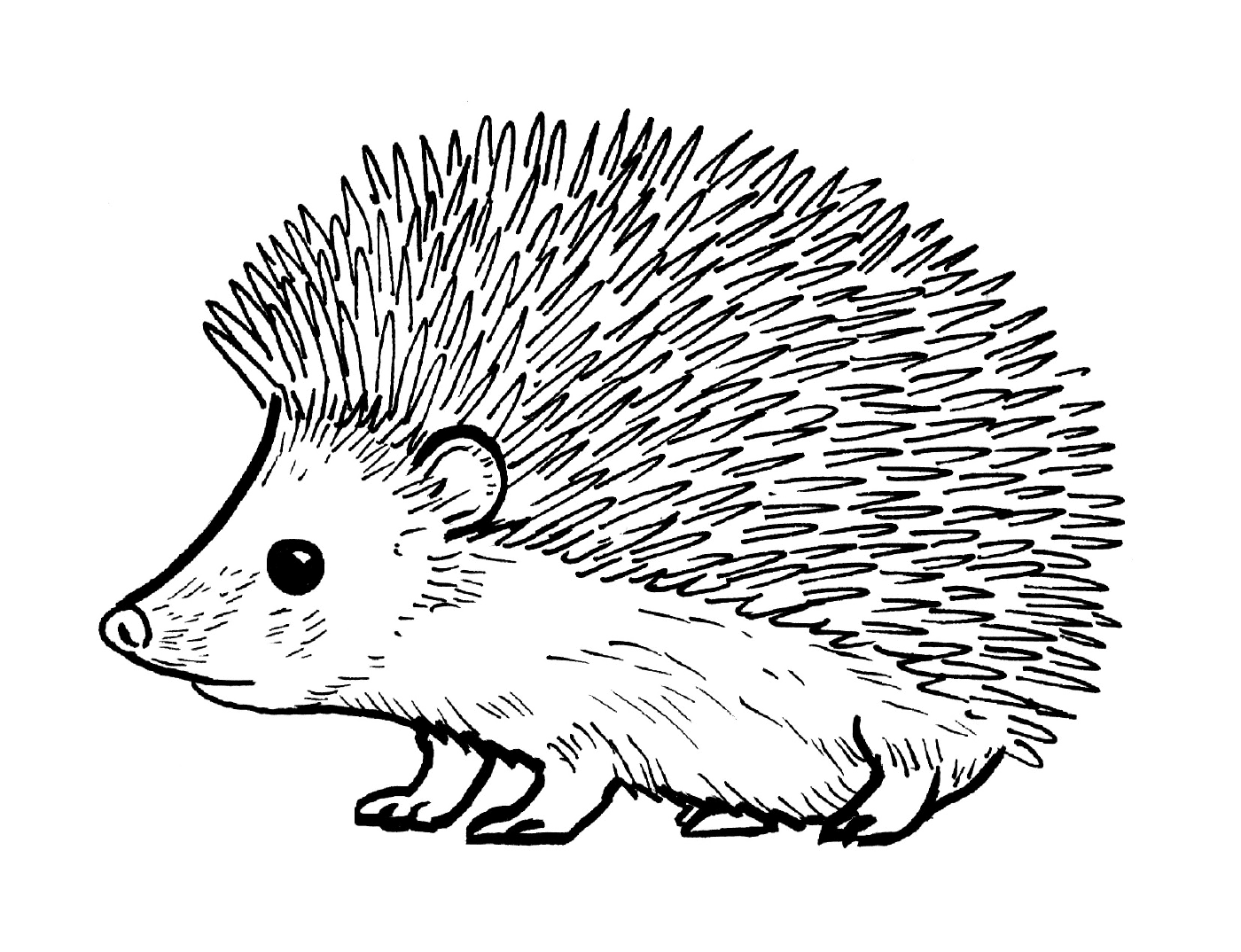  Realistic and cute hedgehog 