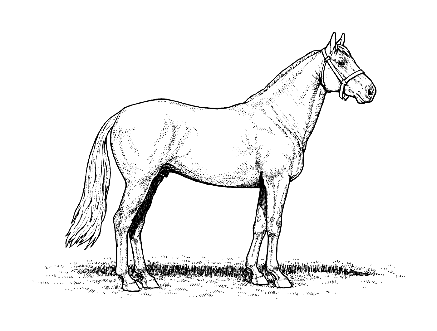  Horse horse horse stallion 
