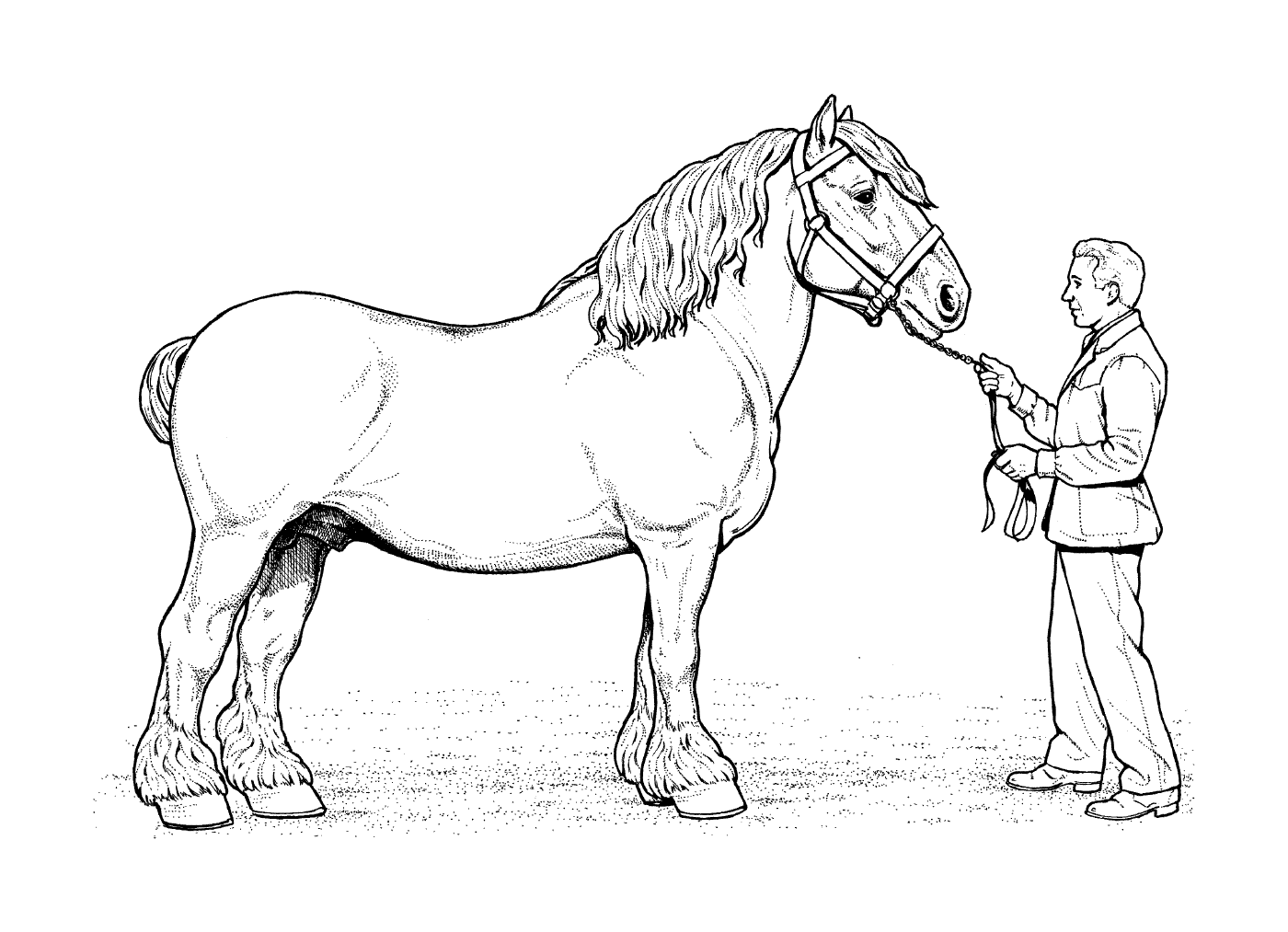  Majestic Clydesdale Pferd mit seinem Reiter 