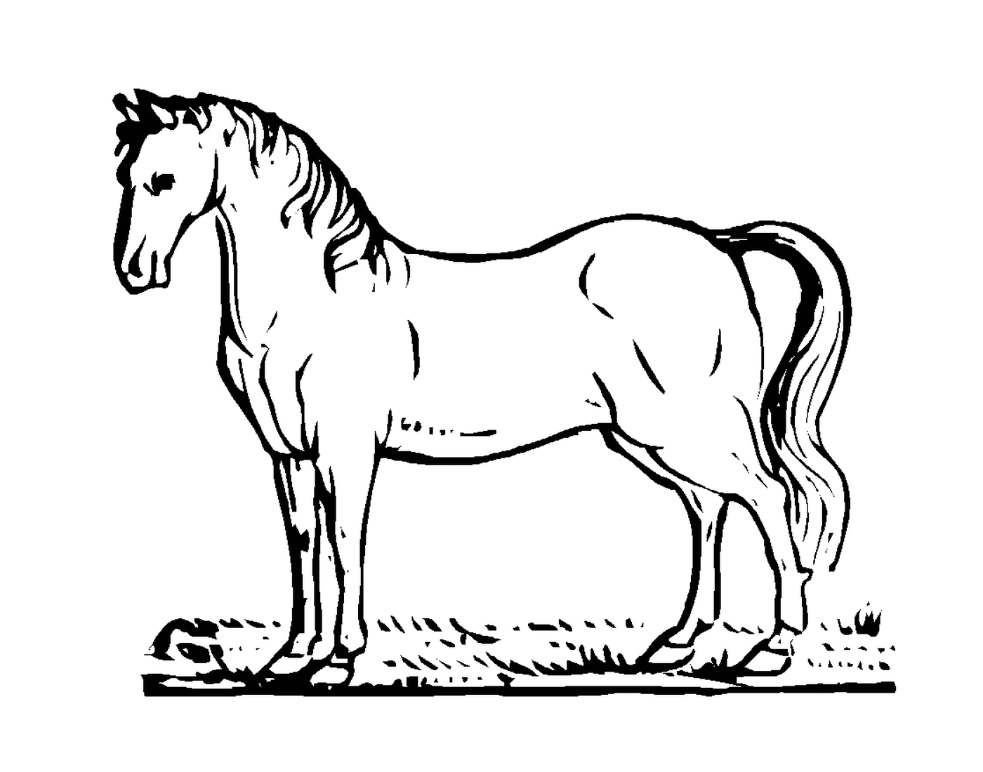  Portrait of a beautiful mare 
