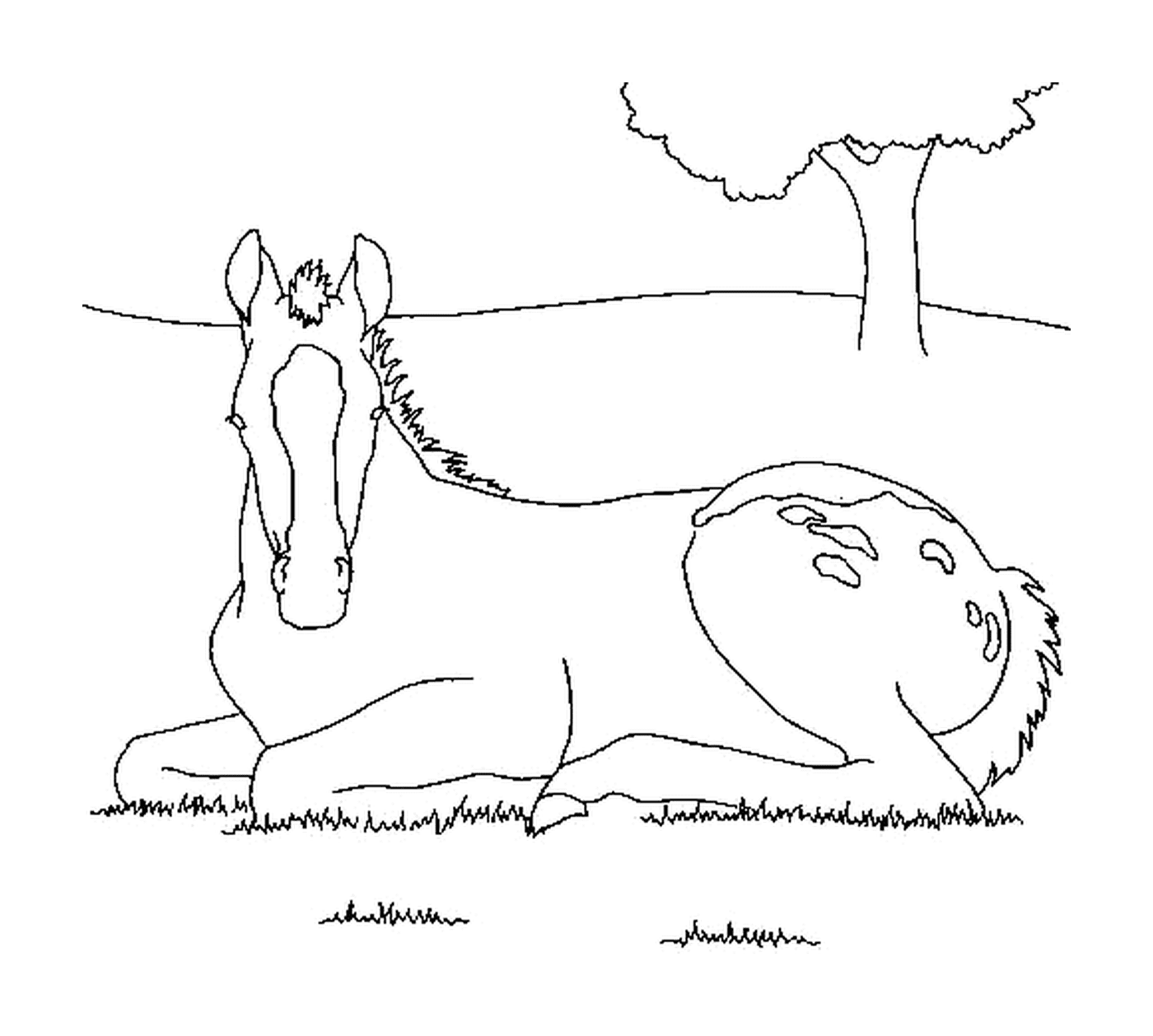  Horse comfortably installed in grass 