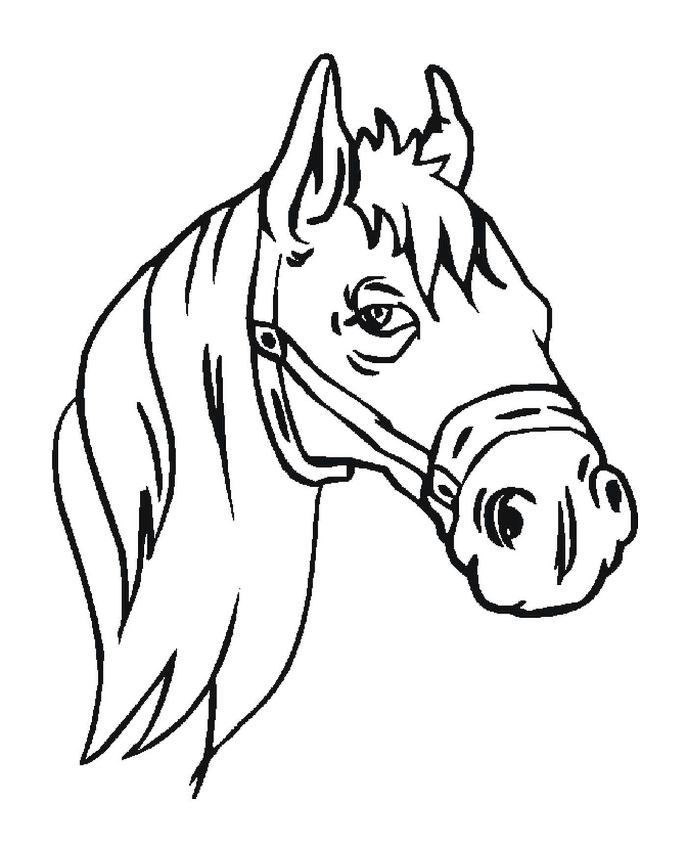  Pferd mit einer schönen Mähne 