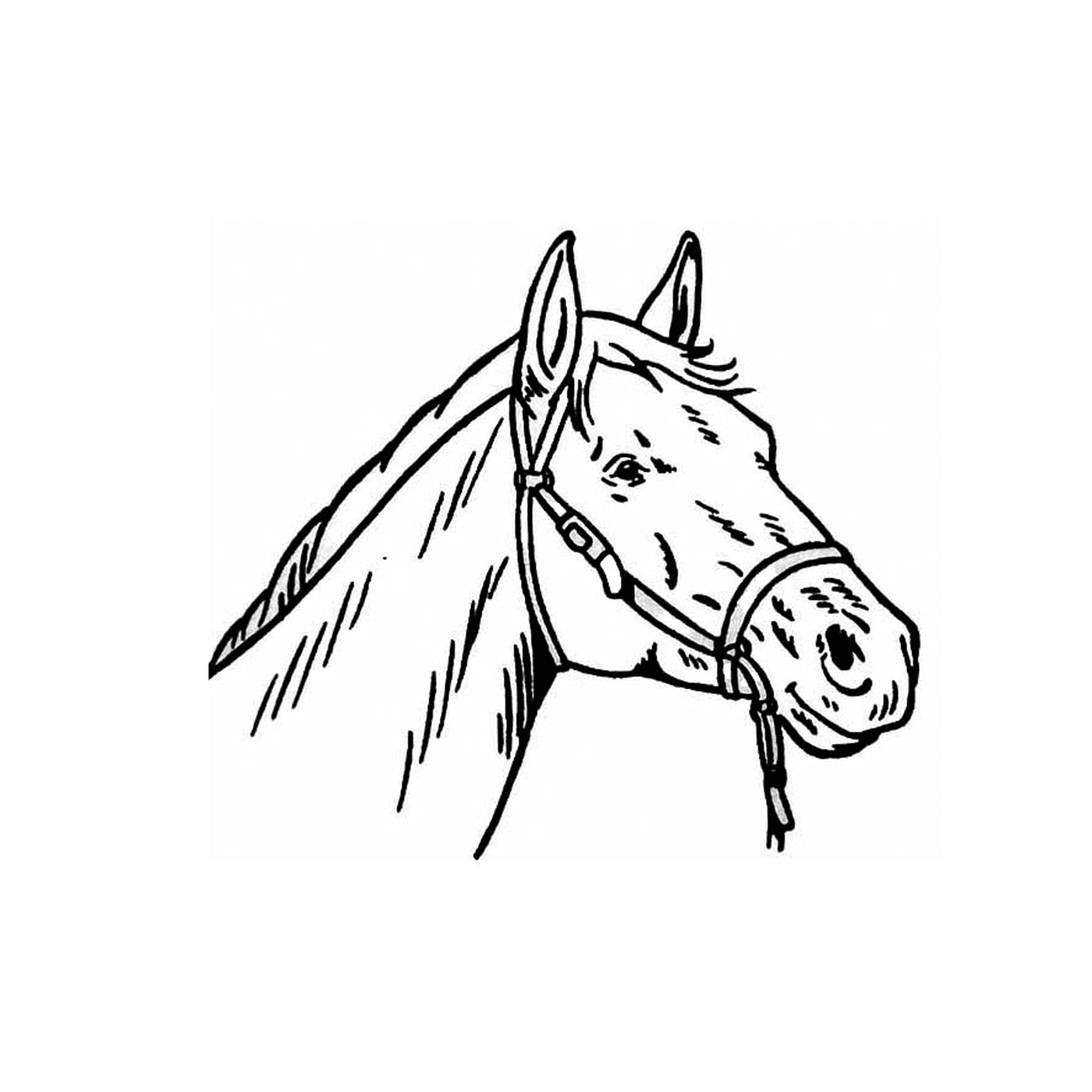  Ein markantes Porträt des Kopfes eines Pferdes 