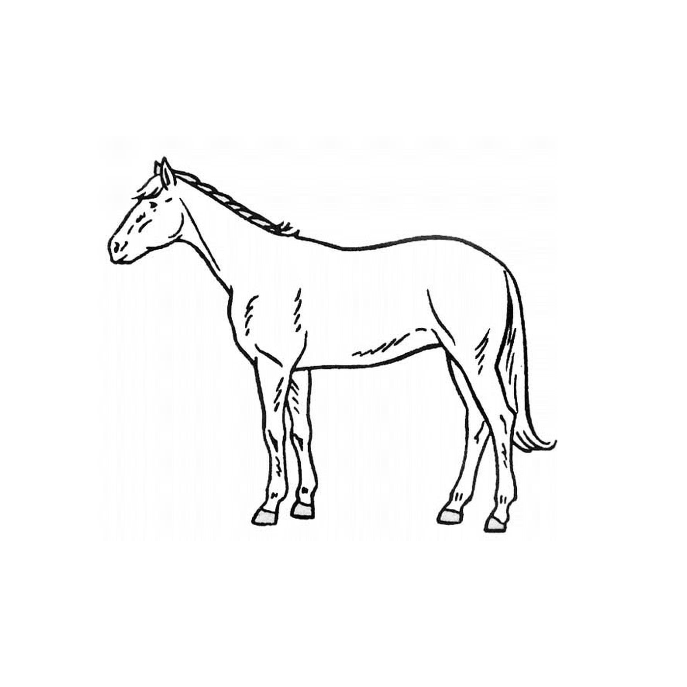  Caballo - Un caballo de pie en un campo 