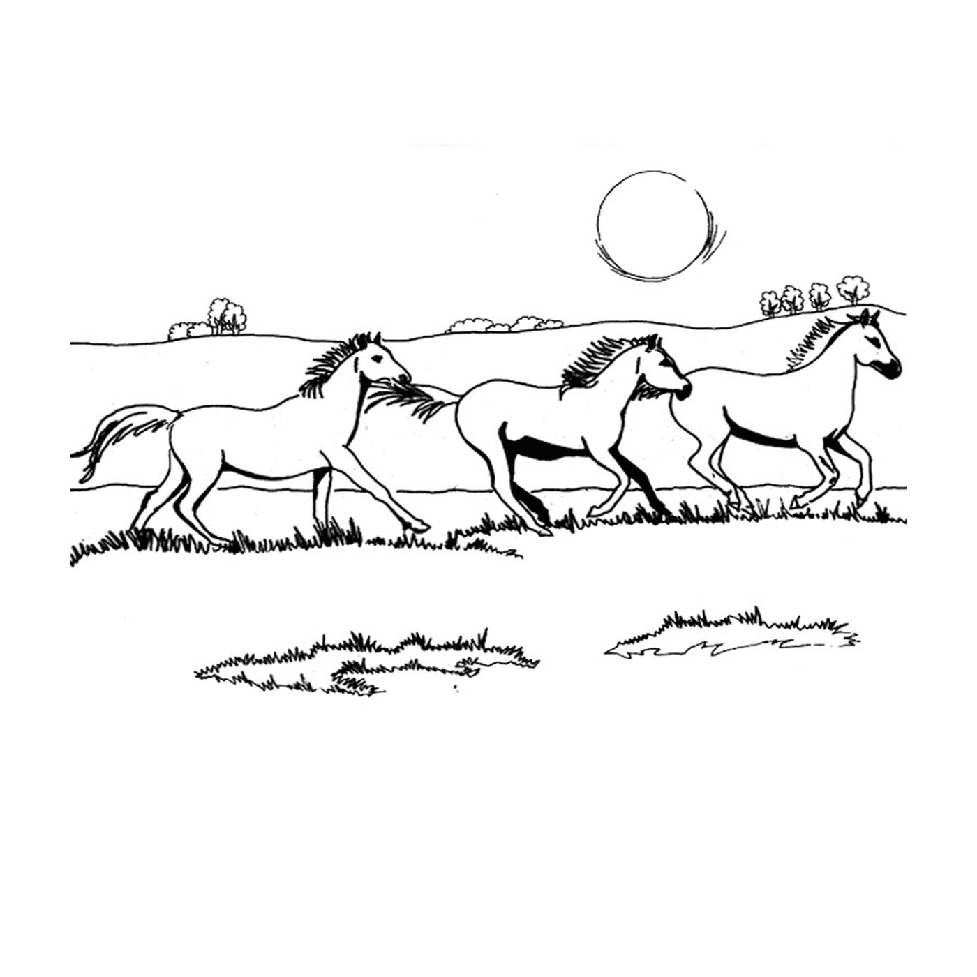  Caballos Gallop - Un grupo de caballos galopando en un campo 