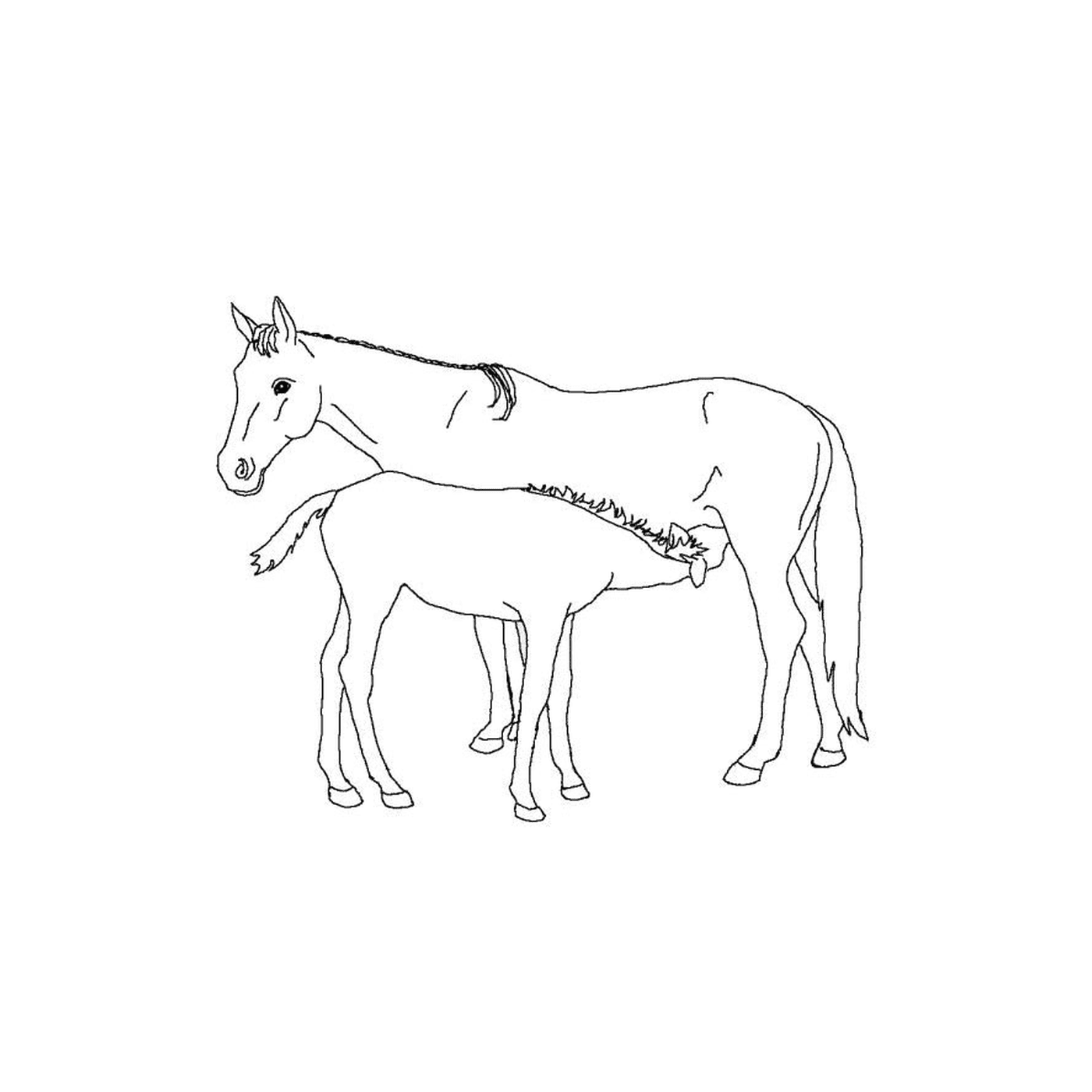 Geflügelpferde - Ein Pferd und ein Fohlen nebeneinander 