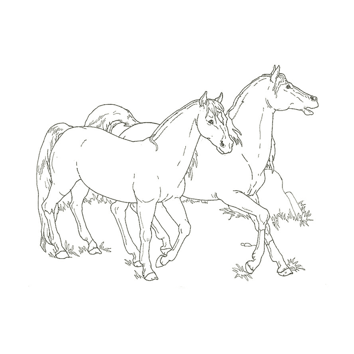  Cavallo e puledro - Due cavalli in piedi fianco a fianco 