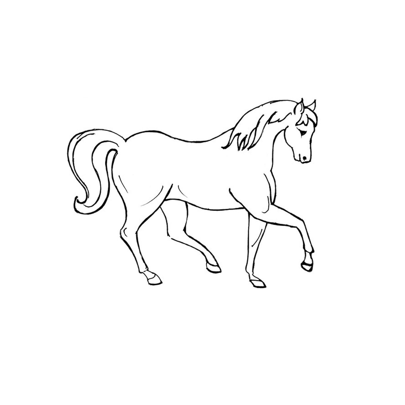  Brac horse - A white horse with long hair 