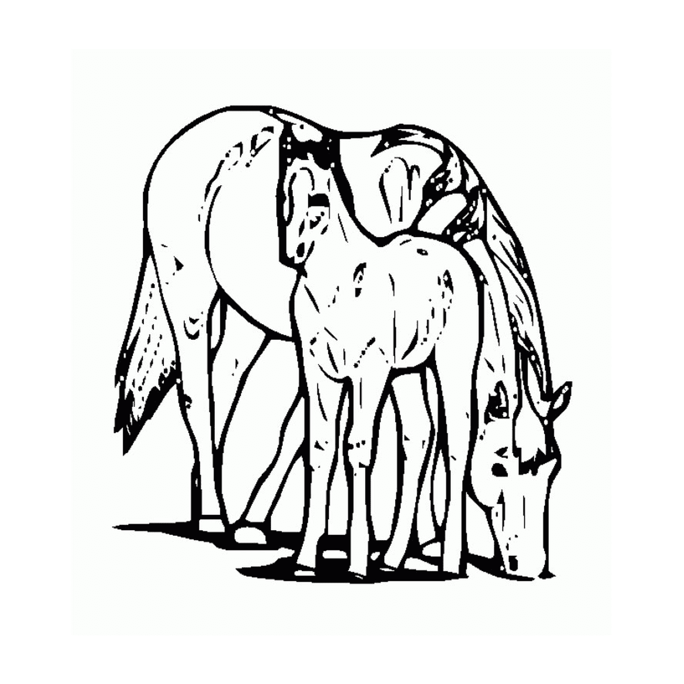  Cavallo e il suo puledro - Un cavallo e un puledro 