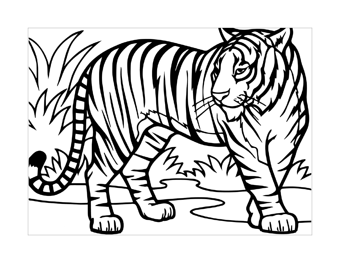  тигр, гуляющий в азиатском лесу с голубыми глазами 