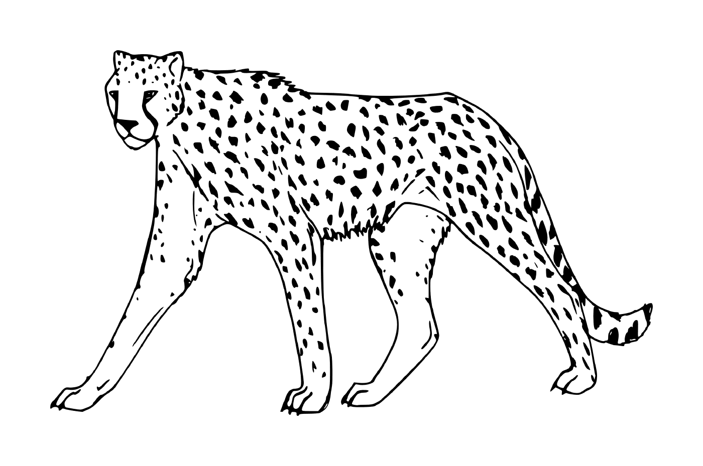  a cheetah walking 