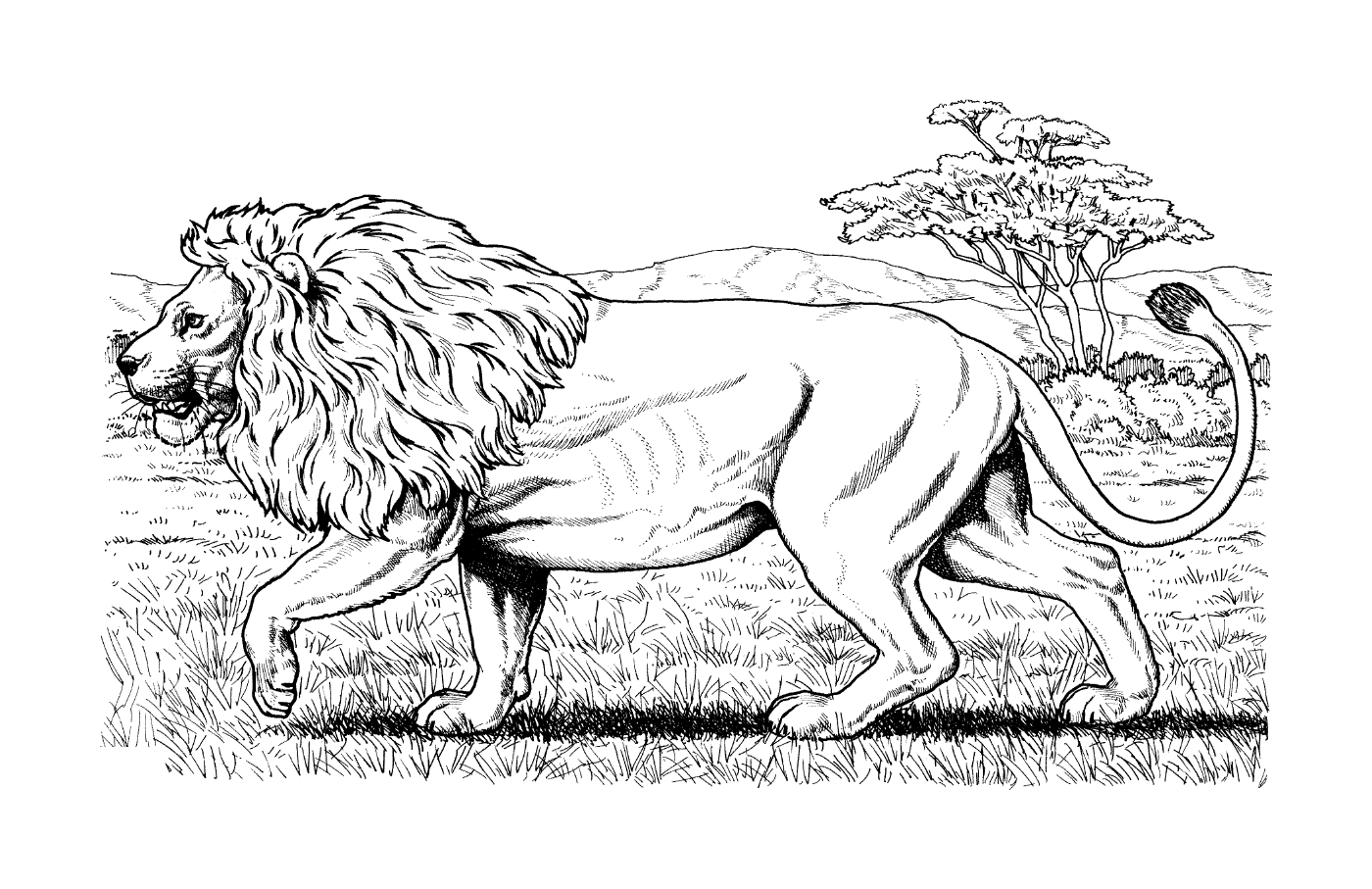  León africano caminando en la hierba 