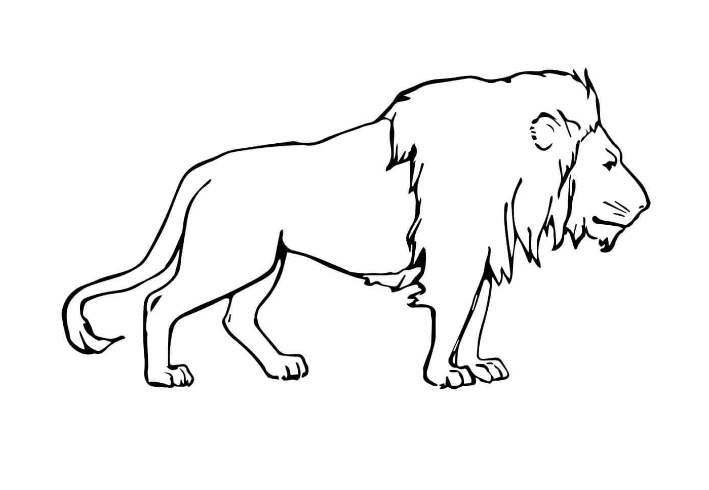  majestic male lion 
