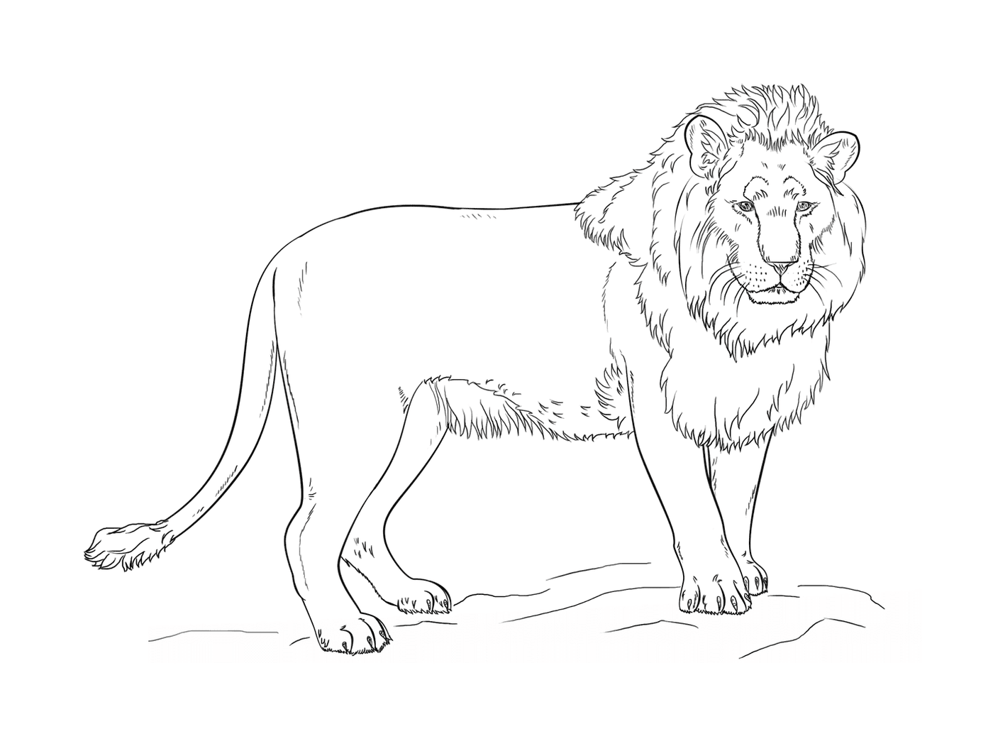  Löwe steht auf einem Hügel bei Lena London 