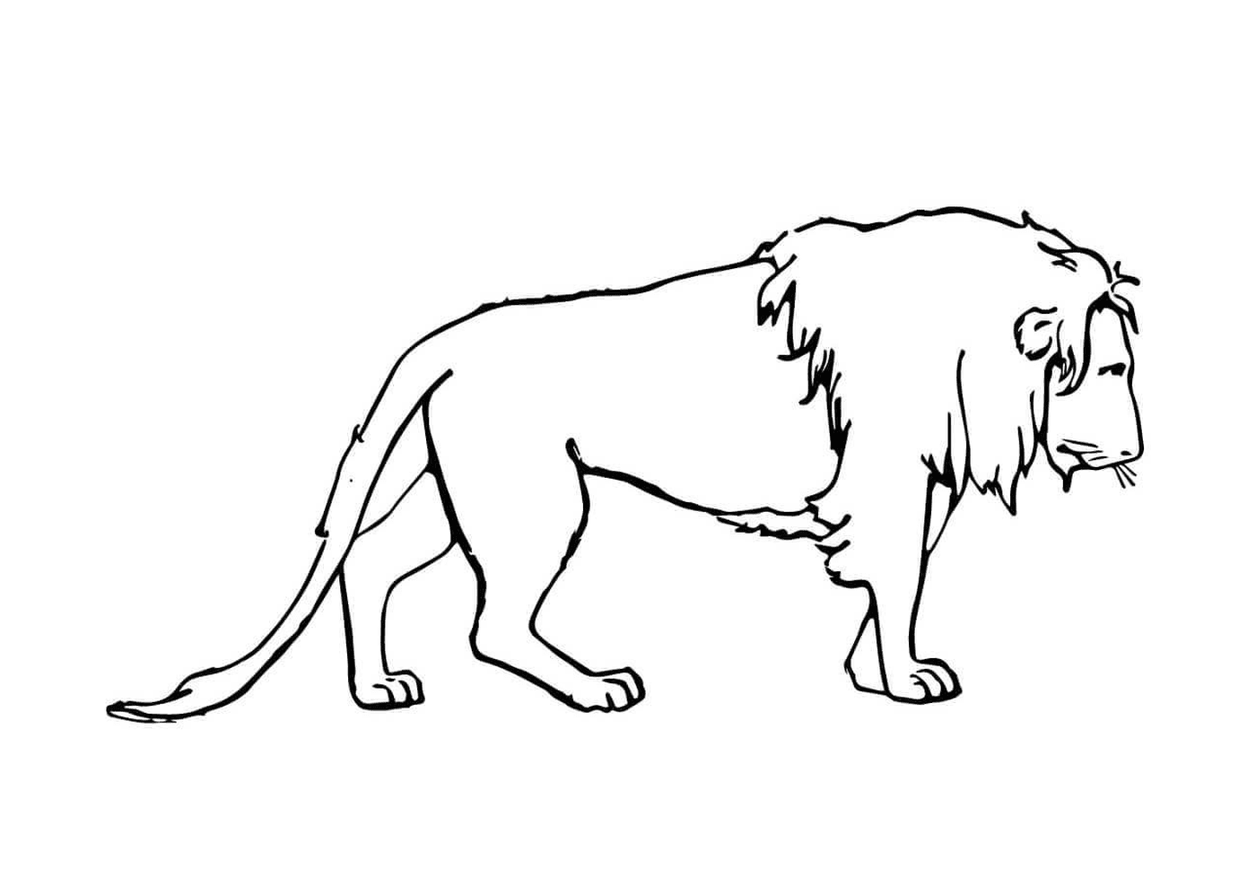  leone triste e malinconico 