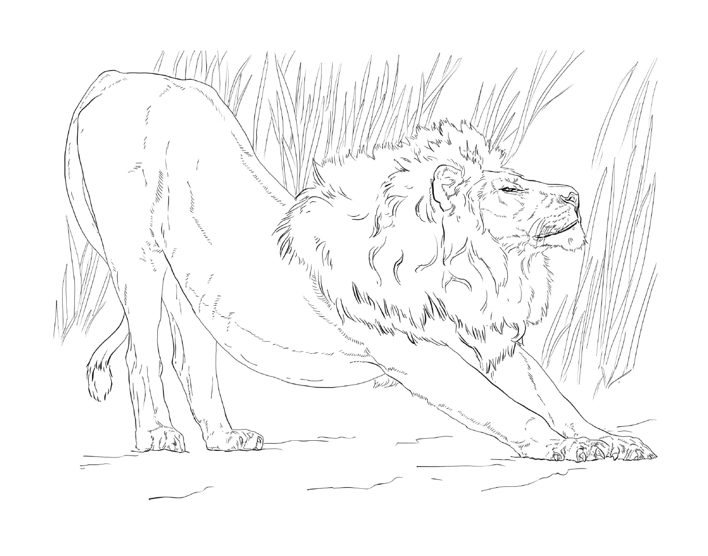  männlicher Löwe streckt sich vor den hohen Gräsern 