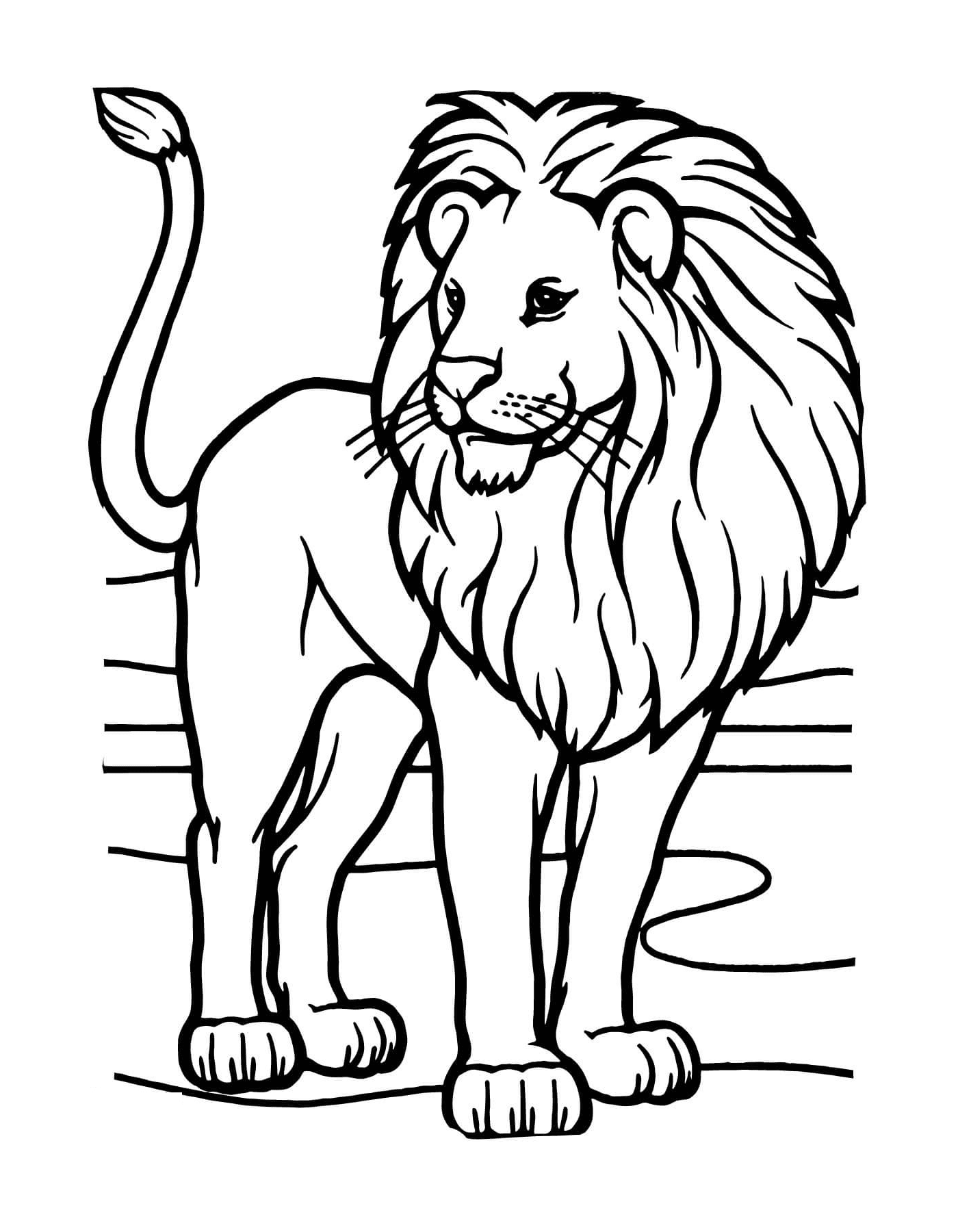  leone africano selvaggio e potente 