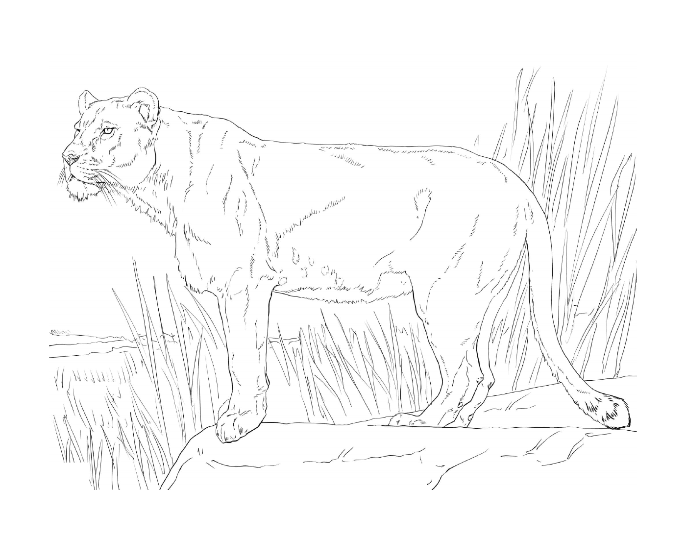  leona de pie en la hierba 