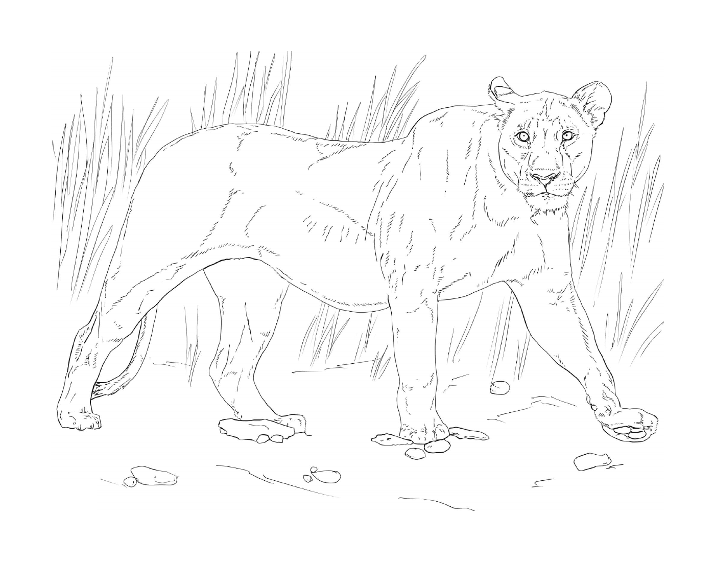  leona caminando en la hierba 