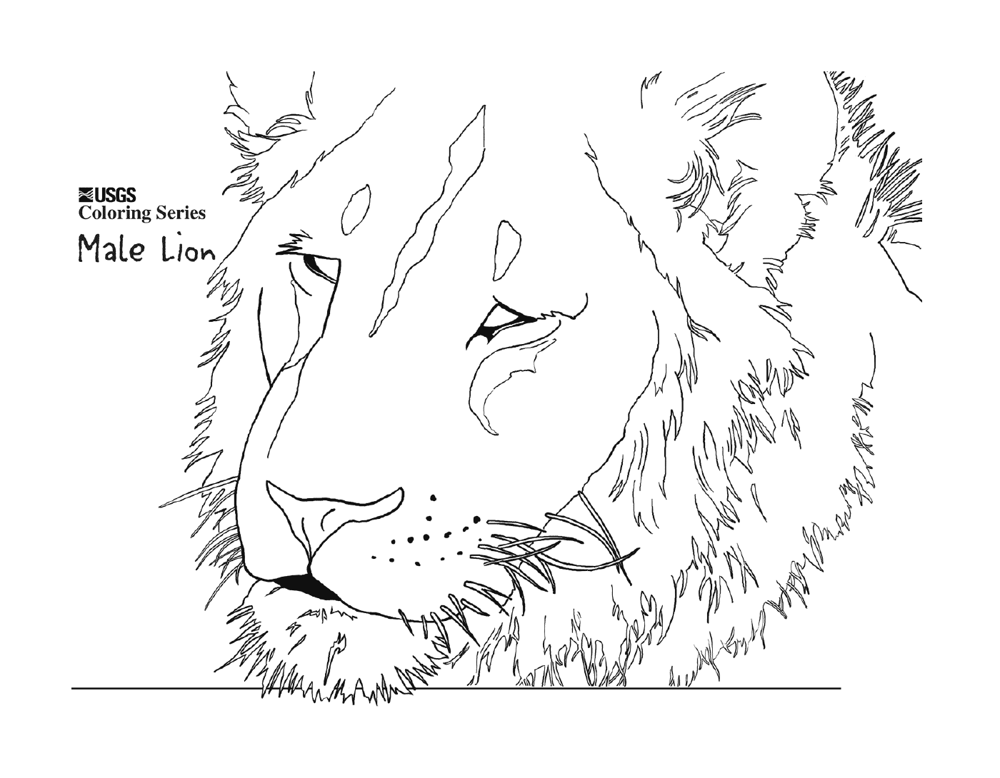  Мужская голова льва 