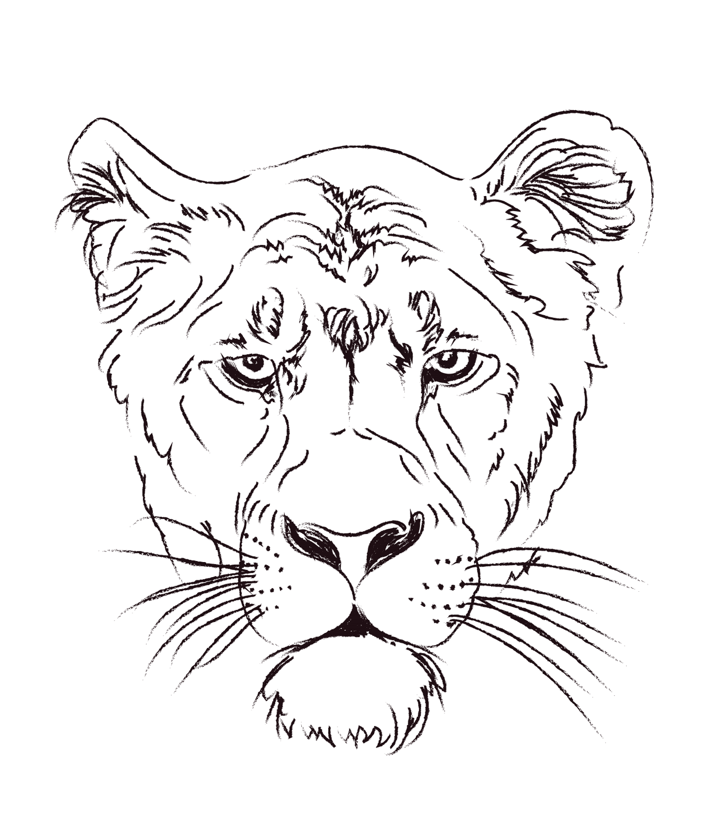  Lion's head 
