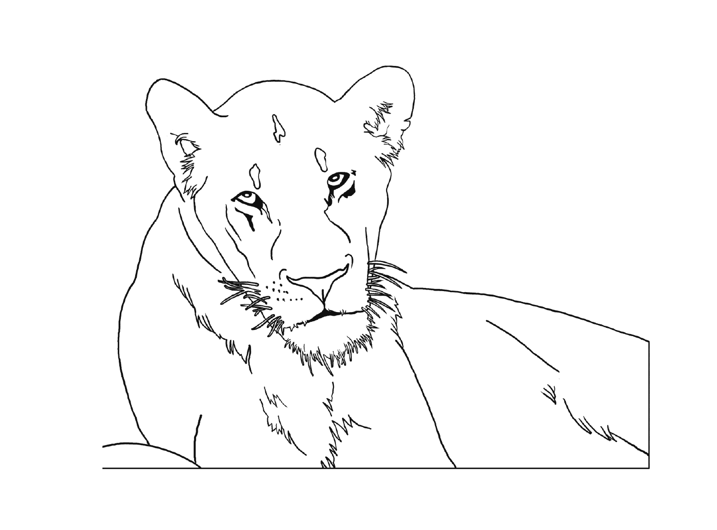  majestätische und mächtige Löwin 