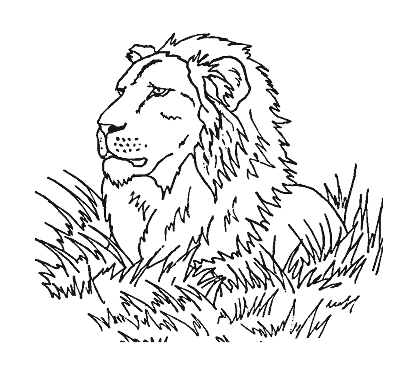  León en la sabana, majestuoso 