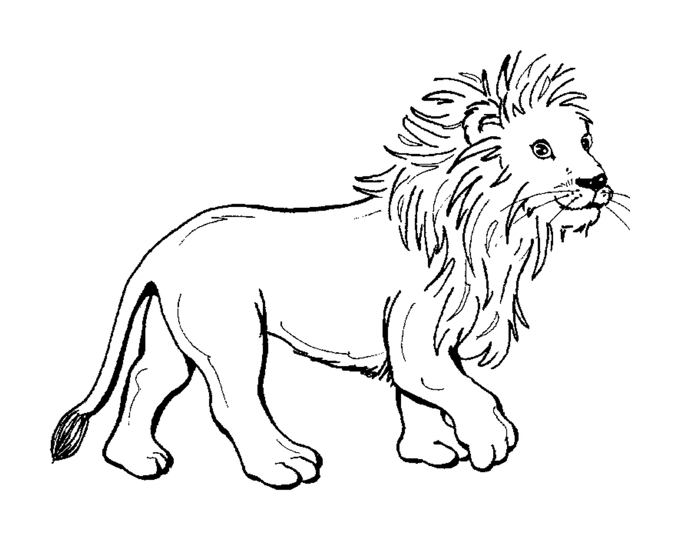  Молодой, величественный лев 