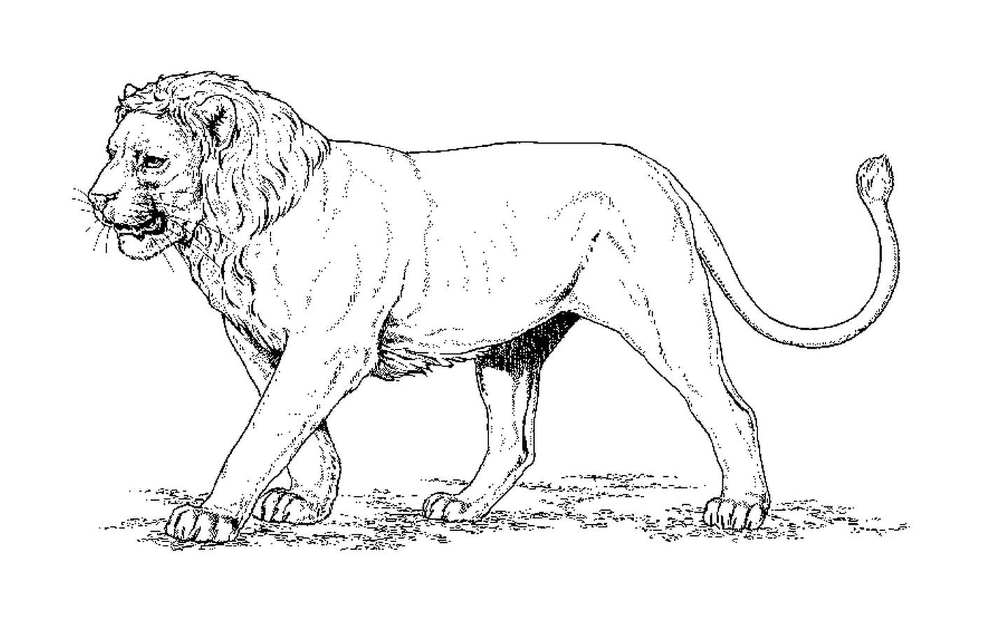  Westafrikanischer Löwe 