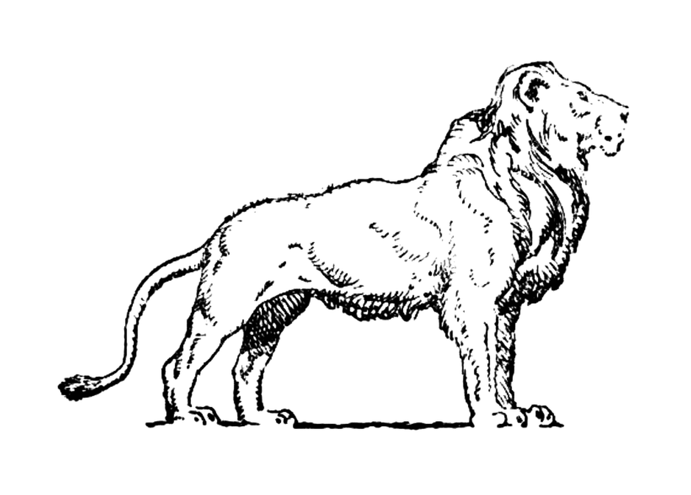  East African lion, sportsman 