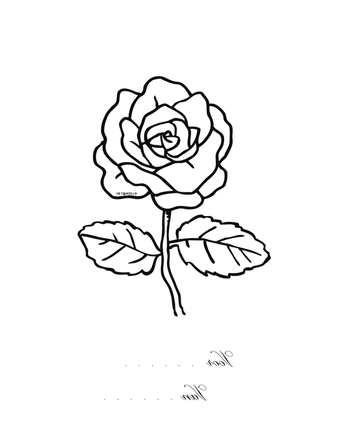  A rose 