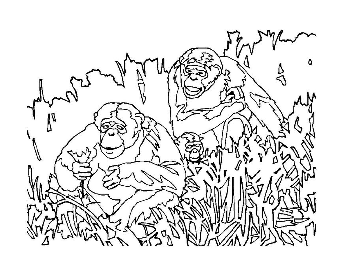  Affen sitzen im Gras 