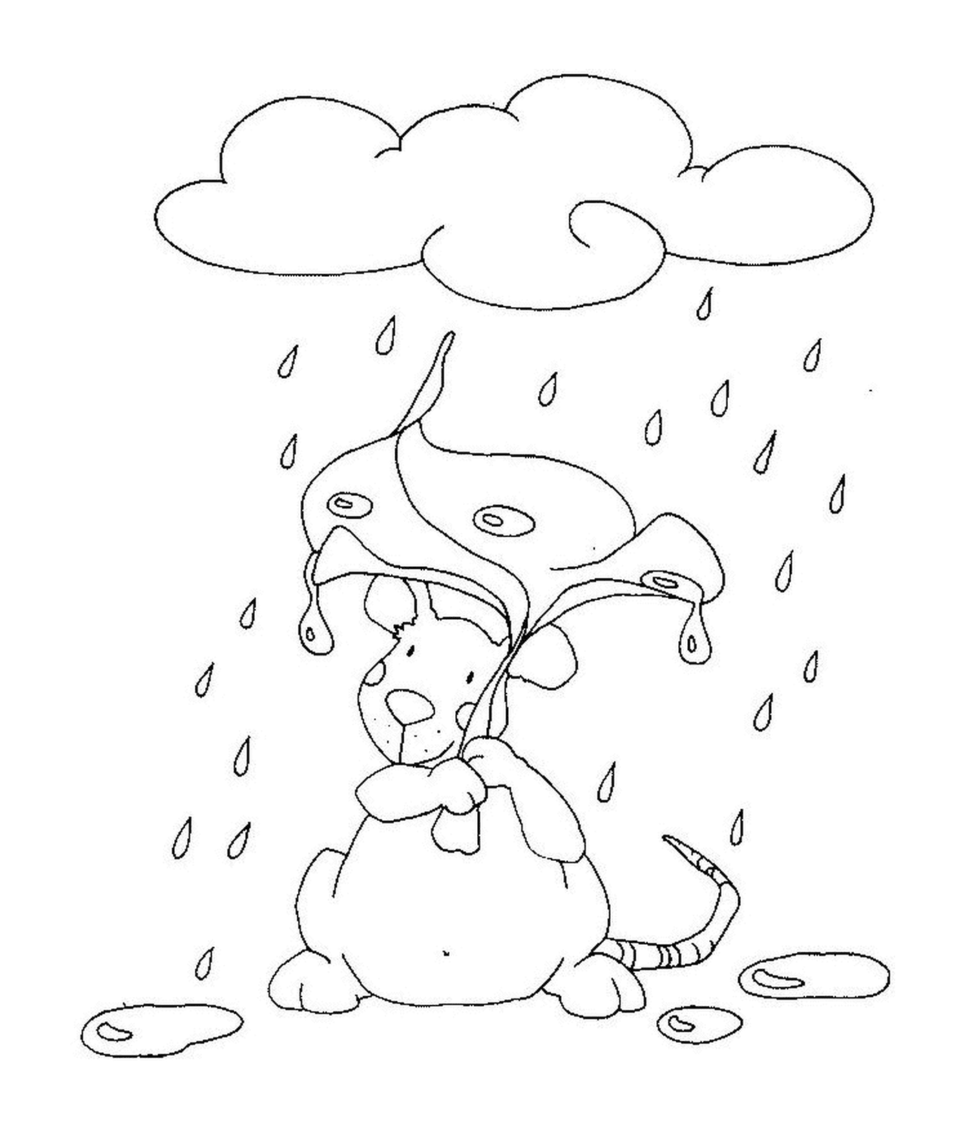  Un topo sotto la pioggia 